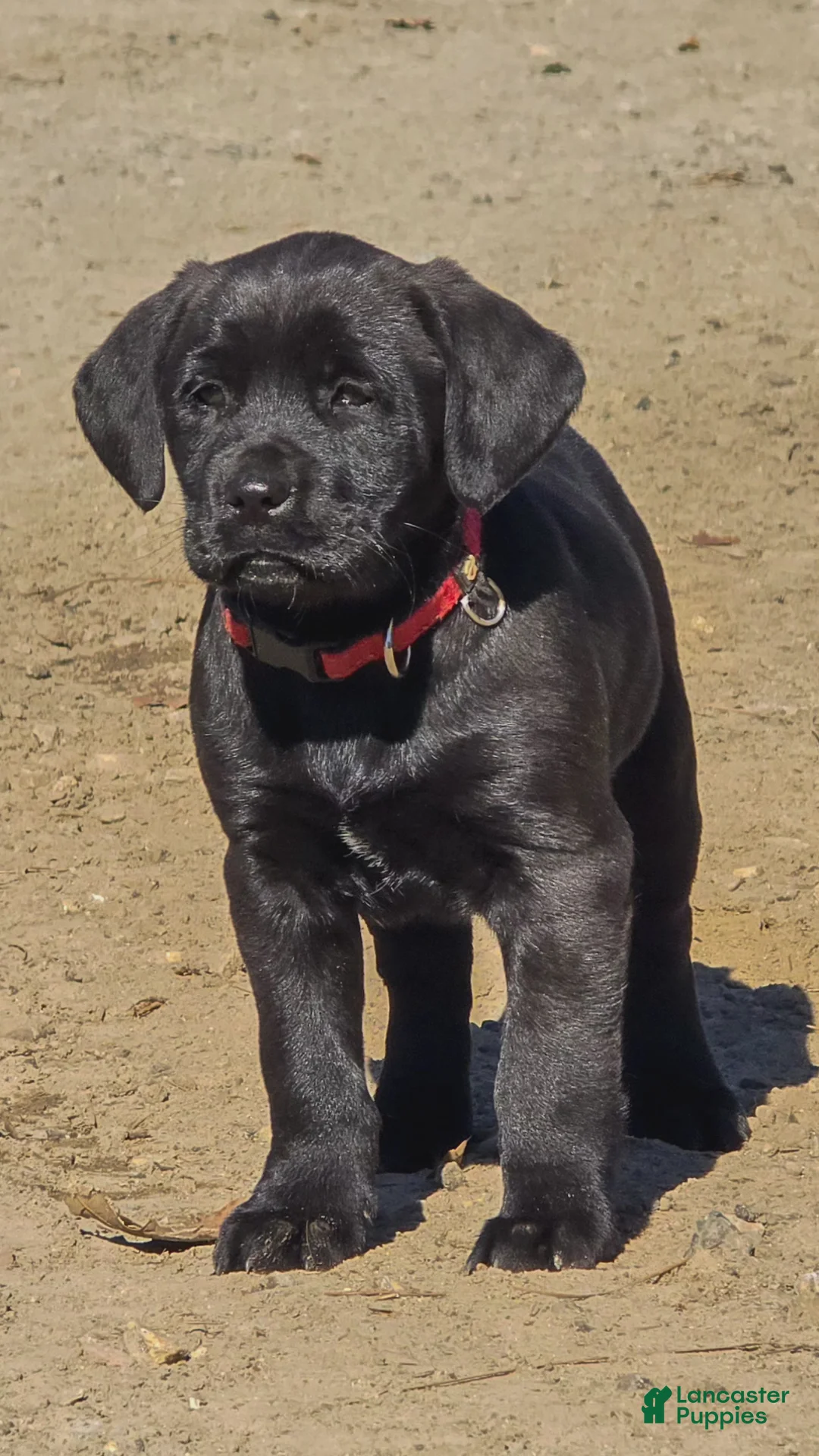 Mixed Breed dogs for sale: Buddy-  Puppy 1 - Ad 2