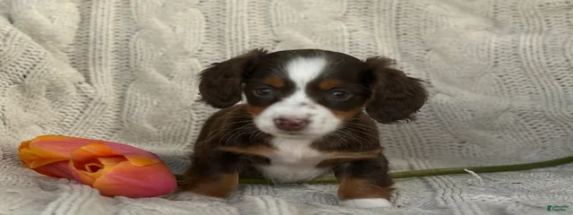 Miniature Dachshund 