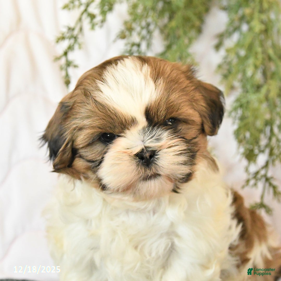 Shih Tzu dogs for sale: Champ  - Ad 4