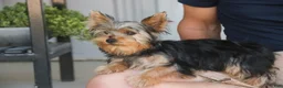 Yorkshire Terrier dogs for sale: Lucy - Ad 6