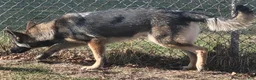 German Shepherd dogs for sale: Yellow Boy - Ad 8