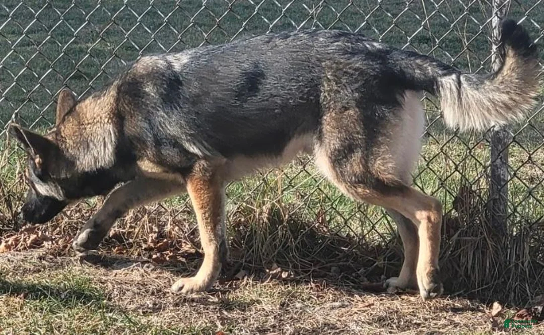 German Shepherd dogs for sale: Yellow Boy - Ad 8