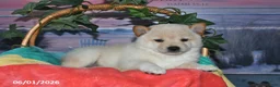 Shiba Inu dogs for sale: Verbena - Ad 5