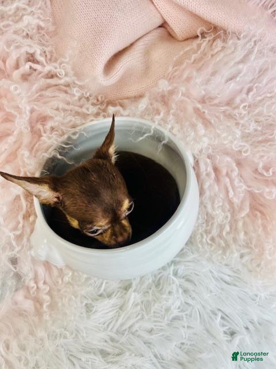 Chihuahua dogs for sale: Chihuahua Puppy 1 - Ad 2