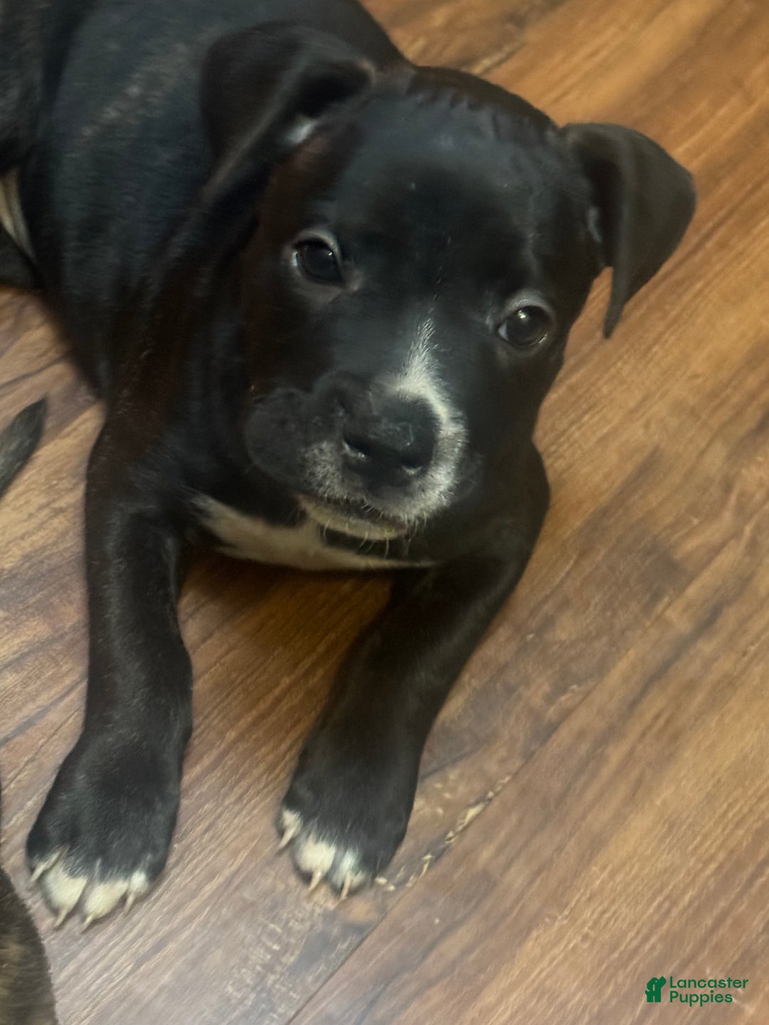 Mixed Breed dogs for sale: Mixed Breed Puppy 2 - Ad 4