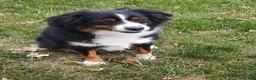 Miniature Australian Shepherd dogs for sale: Muffin - Ad 6