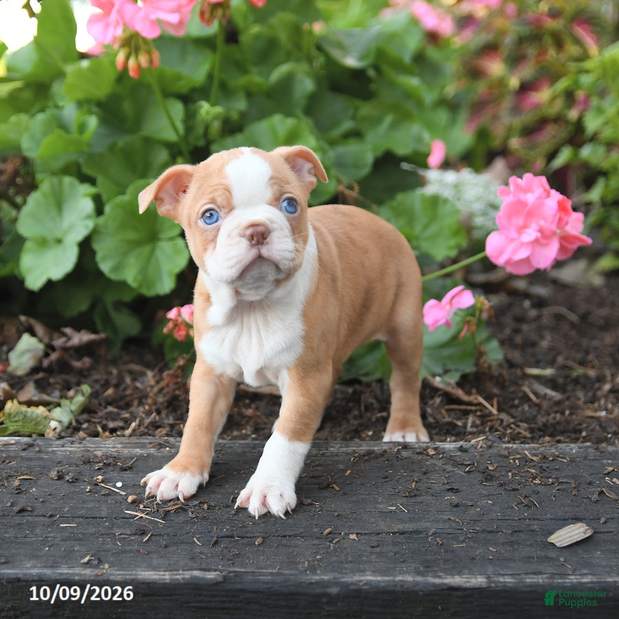 Boston Terrier dogs Lucy - Ad 2