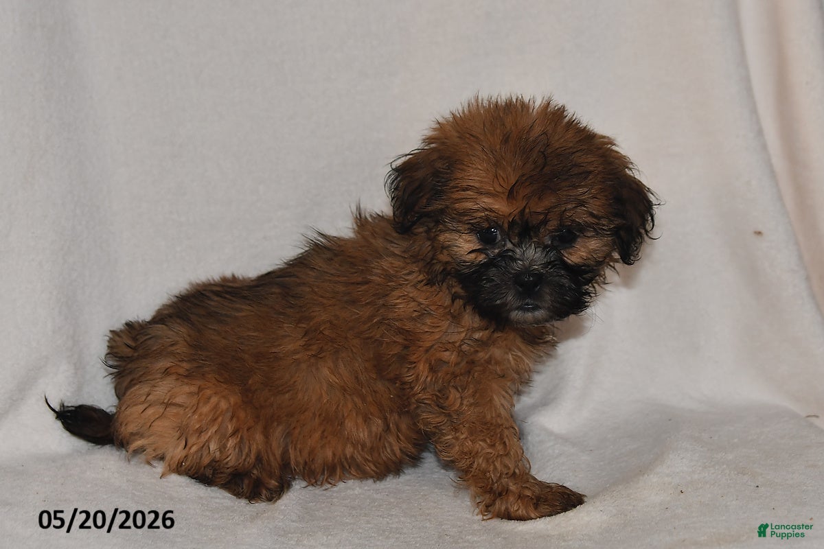Teddy Bear dogs for sale: Jenny - Ad 1