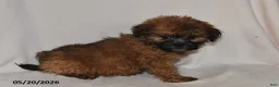 Teddy Bear dogs for sale: Jenny - Ad 1