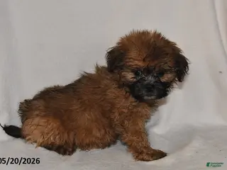 Teddy Bear dogs for sale: Jenny - Ad 1