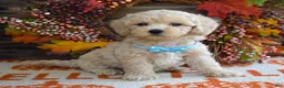Maltipoo dogs for sale: Mason - Ad 5