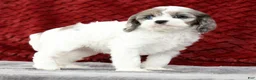 Cavapoo dogs for sale: Sasha - Ad 2