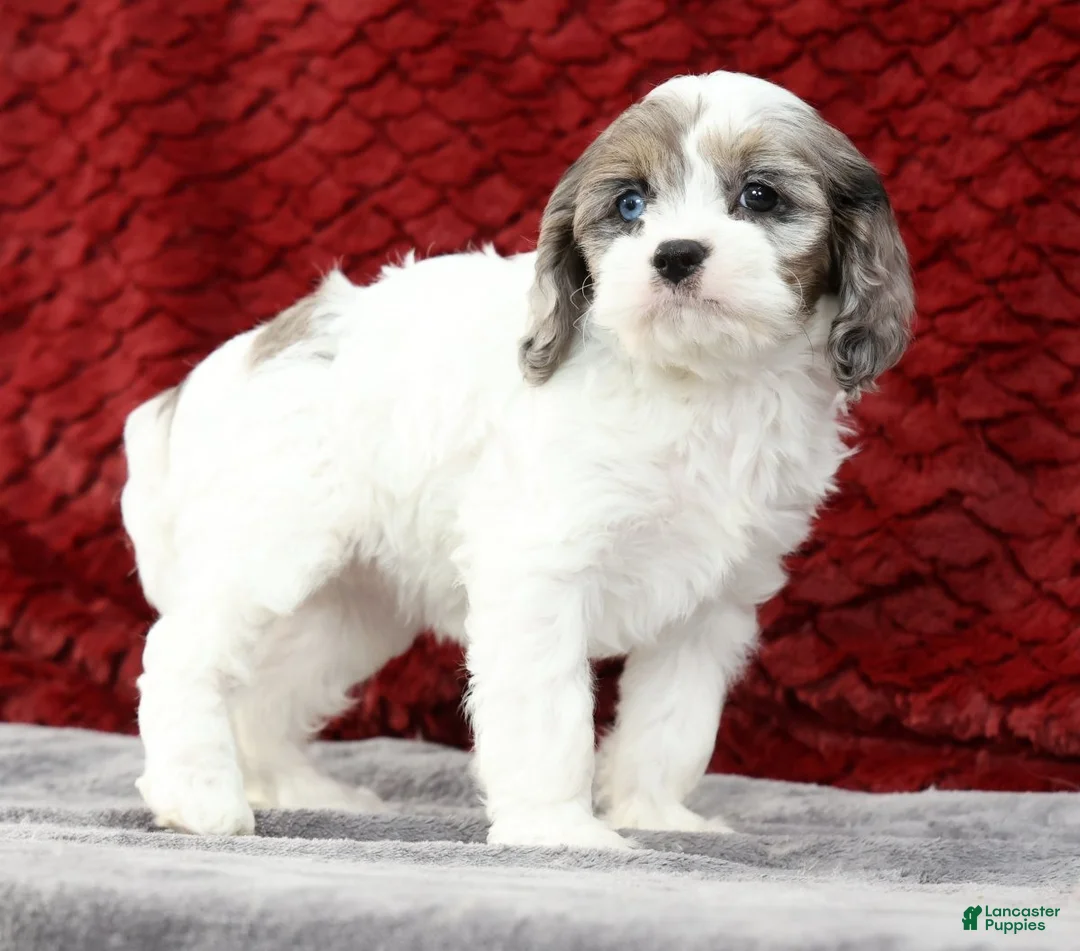 Cavapoo dogs for sale: Sasha - Ad 2