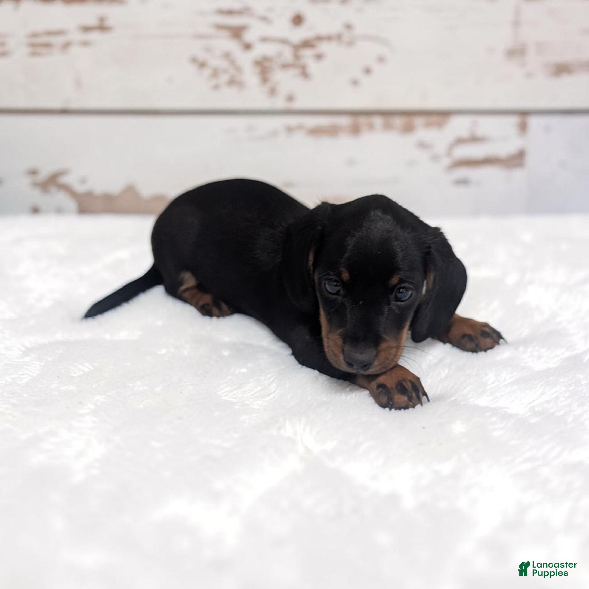 Miniature Dachshund dogs Silas - Ad 1
