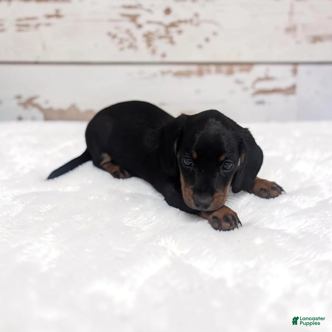 Miniature Dachshund dogs for sale: Silas - Ad 1