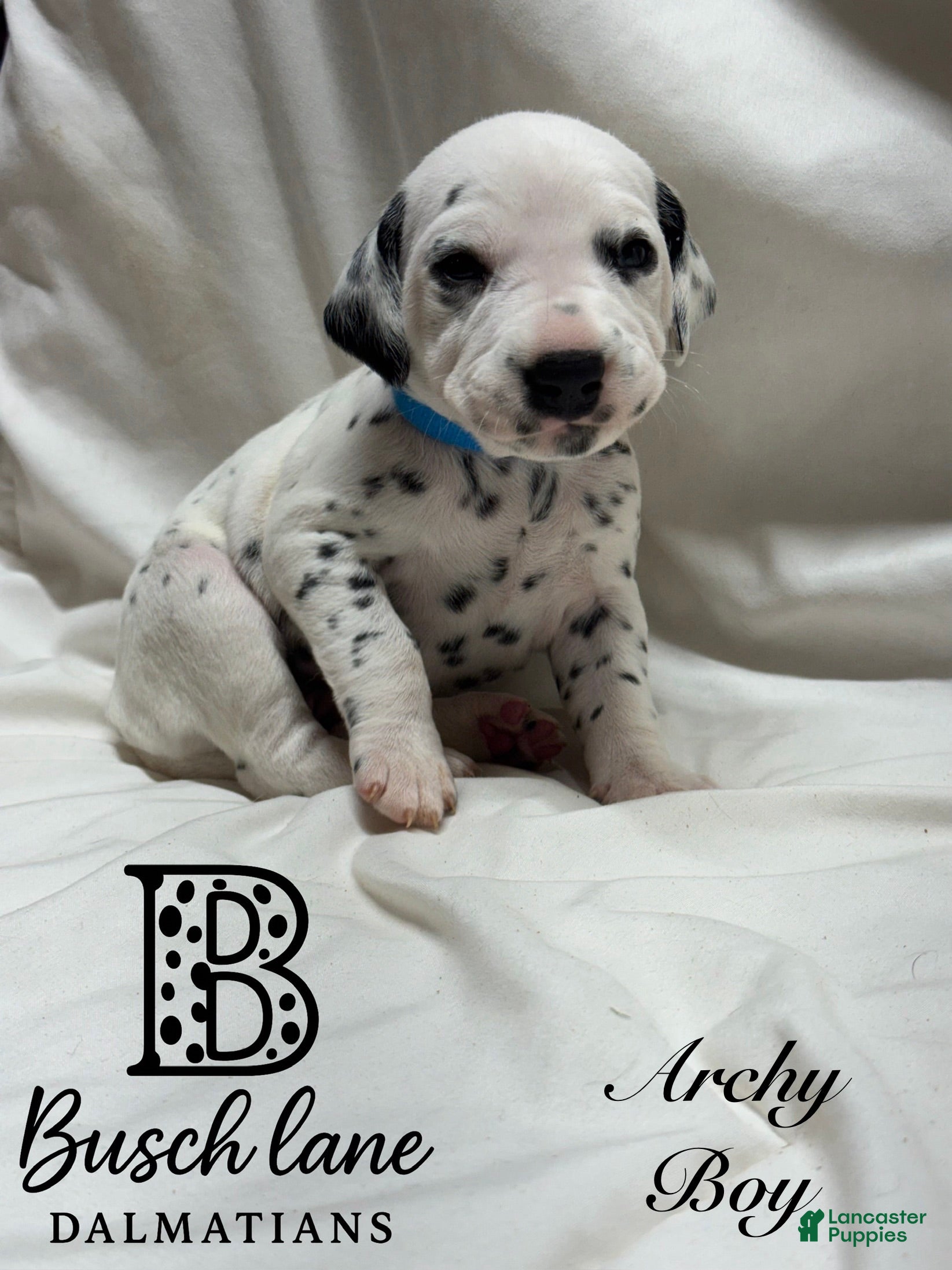 Dalmatian dogs Archy  - Ad 22