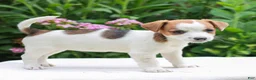 Mixed Breed dogs for sale: Becky  - Ad 3
