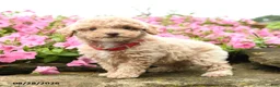 Miniature Poodle dogs for sale: Shortcake - Ad 2
