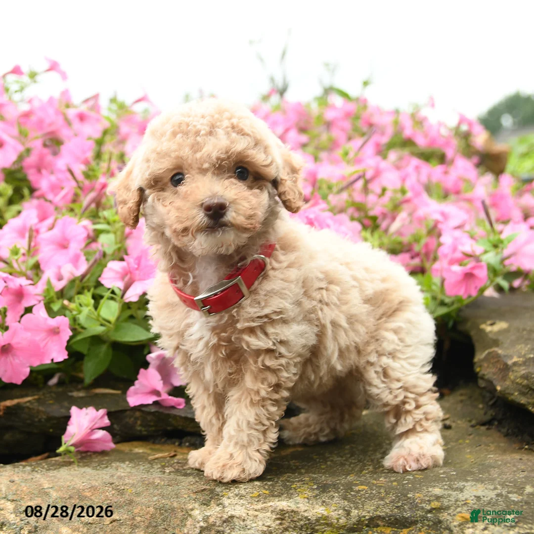 Miniature Poodle dogs for sale: Shortcake - Ad 2