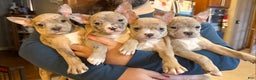 Frenchton dogs for sale: Jellybean - Ad 15