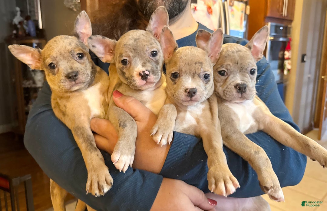 Frenchton dogs for sale: Jellybean - Ad 15