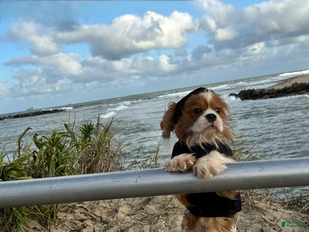Cavalier King Charles Spaniel dogs for sale: Cavalier King Charles Spaniel Puppy 2 - Ad 1