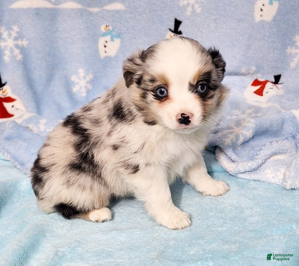 Miniature Australian Shepherd dogs Buster - Ad 22