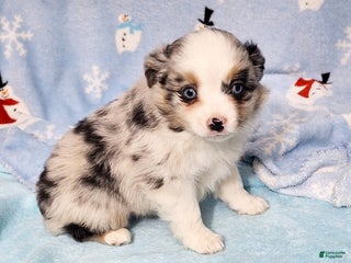 Miniature Australian Shepherd dogs Buster - Ad 13