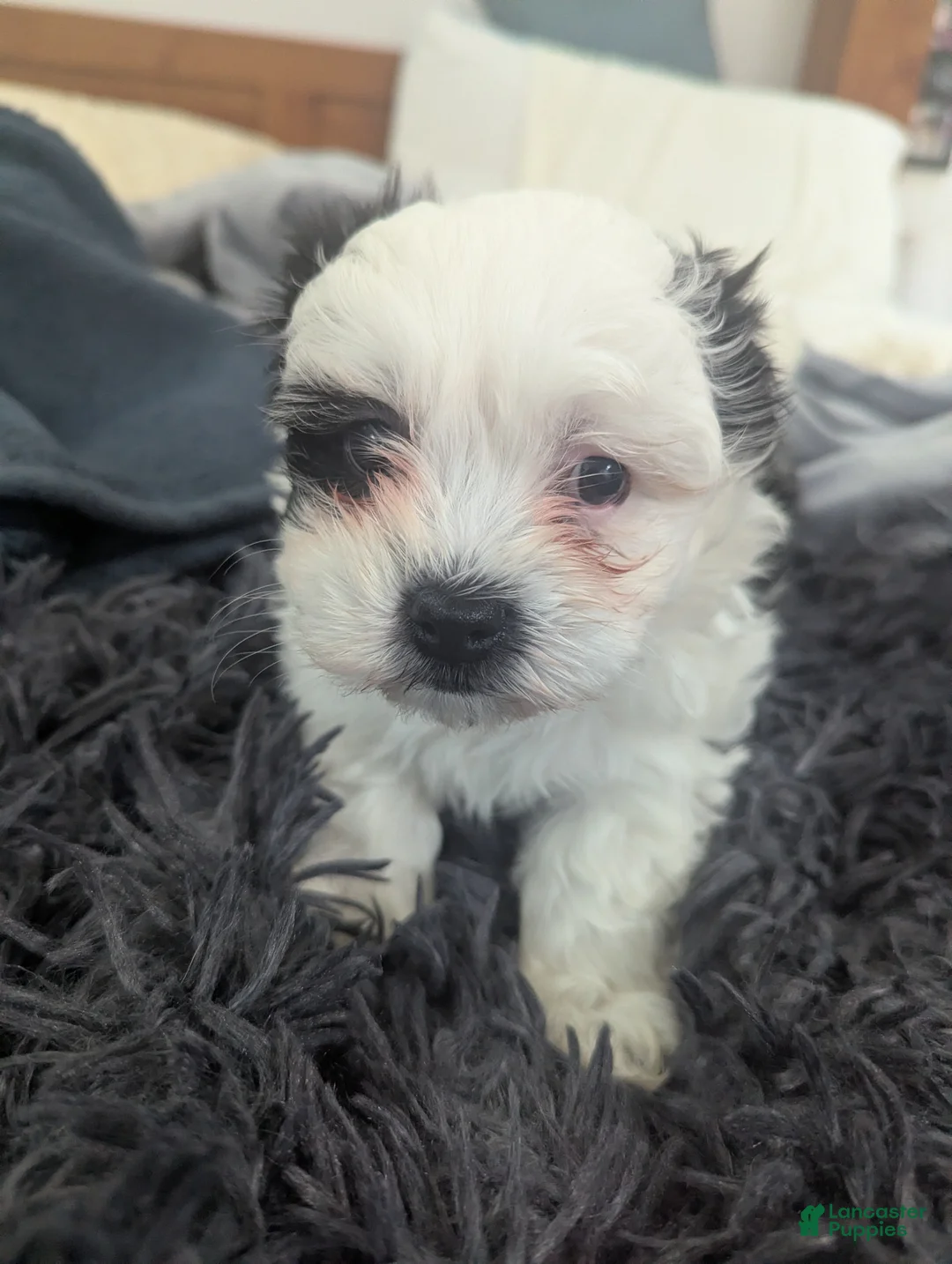 Teddy Bear dogs for sale: Abby Lee - Ad 1