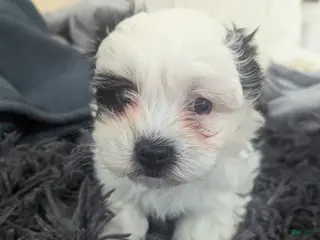 Teddy Bear dogs Abby Lee - Ad 27