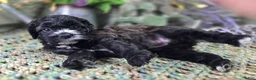 Cockapoo dogs for sale: Flopsy - Ad 6