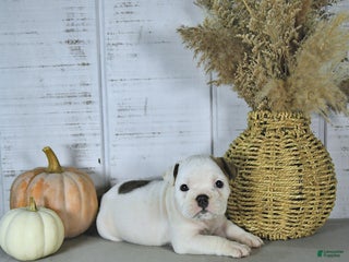 Mixed Breed dogs - Ad 12