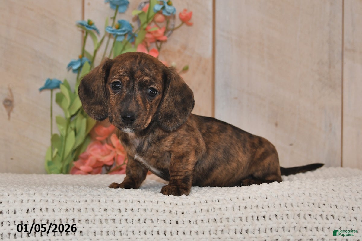 Miniature Dachshund dogs Cupcake - Ad 42