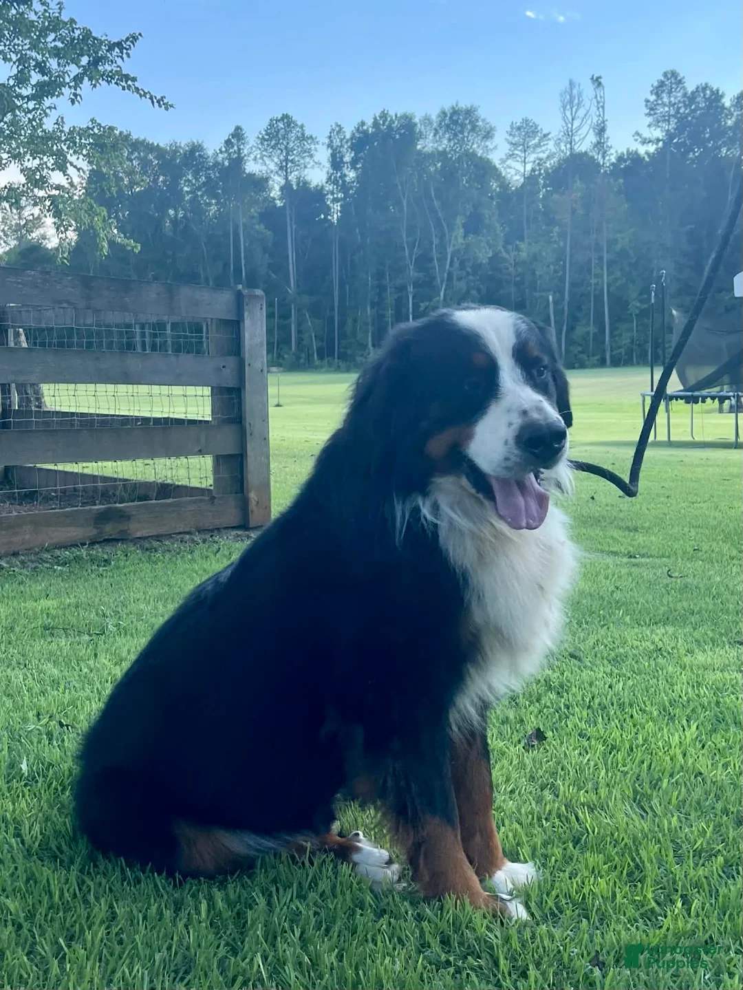 Bernese Mountain Dog dogs for sale: "Grinch"  Bernese Mountain Dog Puppy 1 - Ad 10