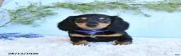 Miniature Dachshund dogs for sale: Kenny - Ad 5