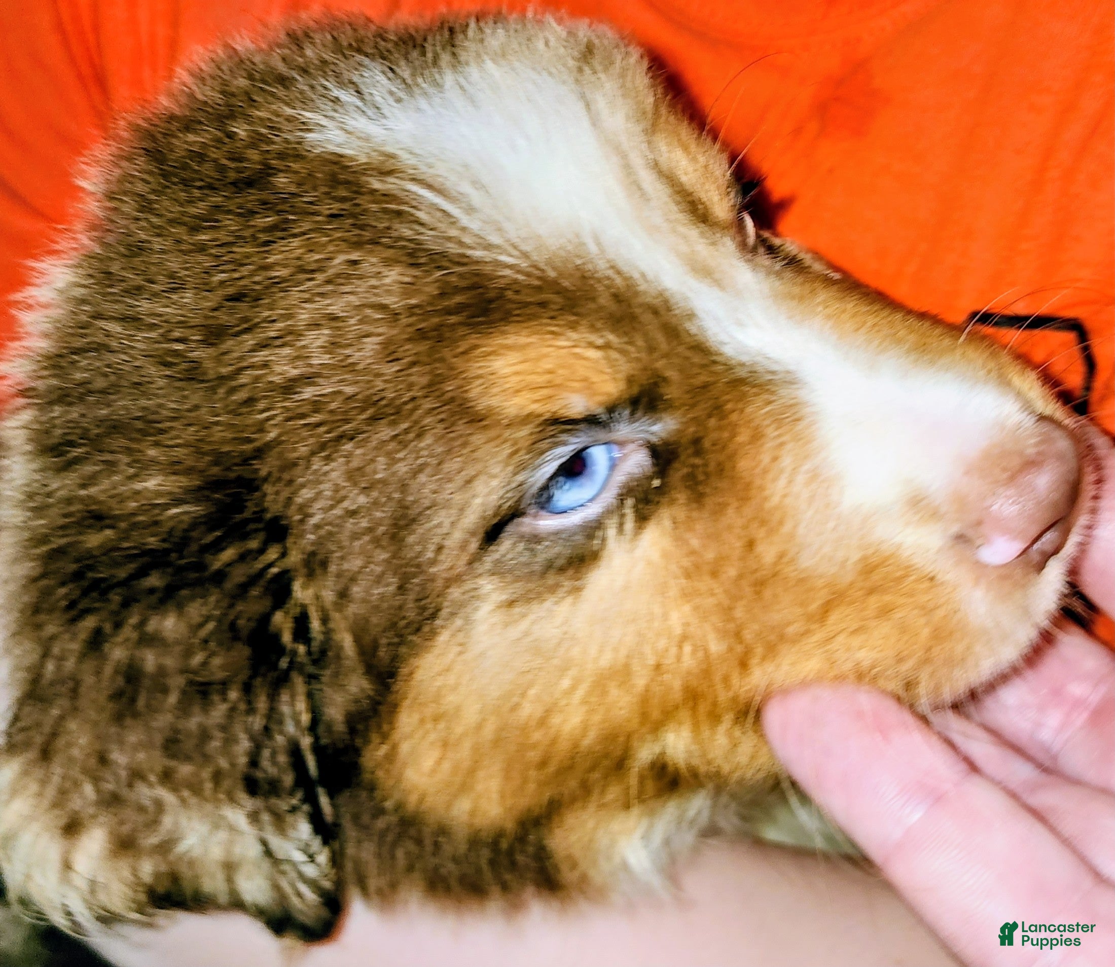 Australian Shepherd dogs Charlie - Ad 1