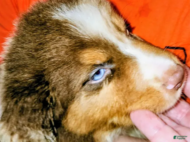 Australian Shepherd dogs for sale: Charlie - Ad 1
