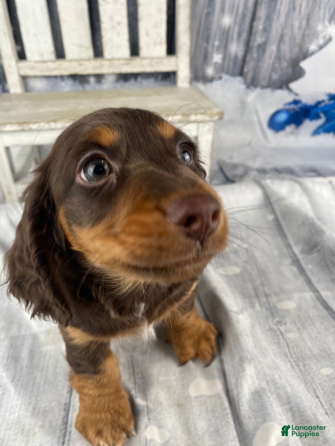 Miniature Dachshund dogs for sale: Toby - Ad 3