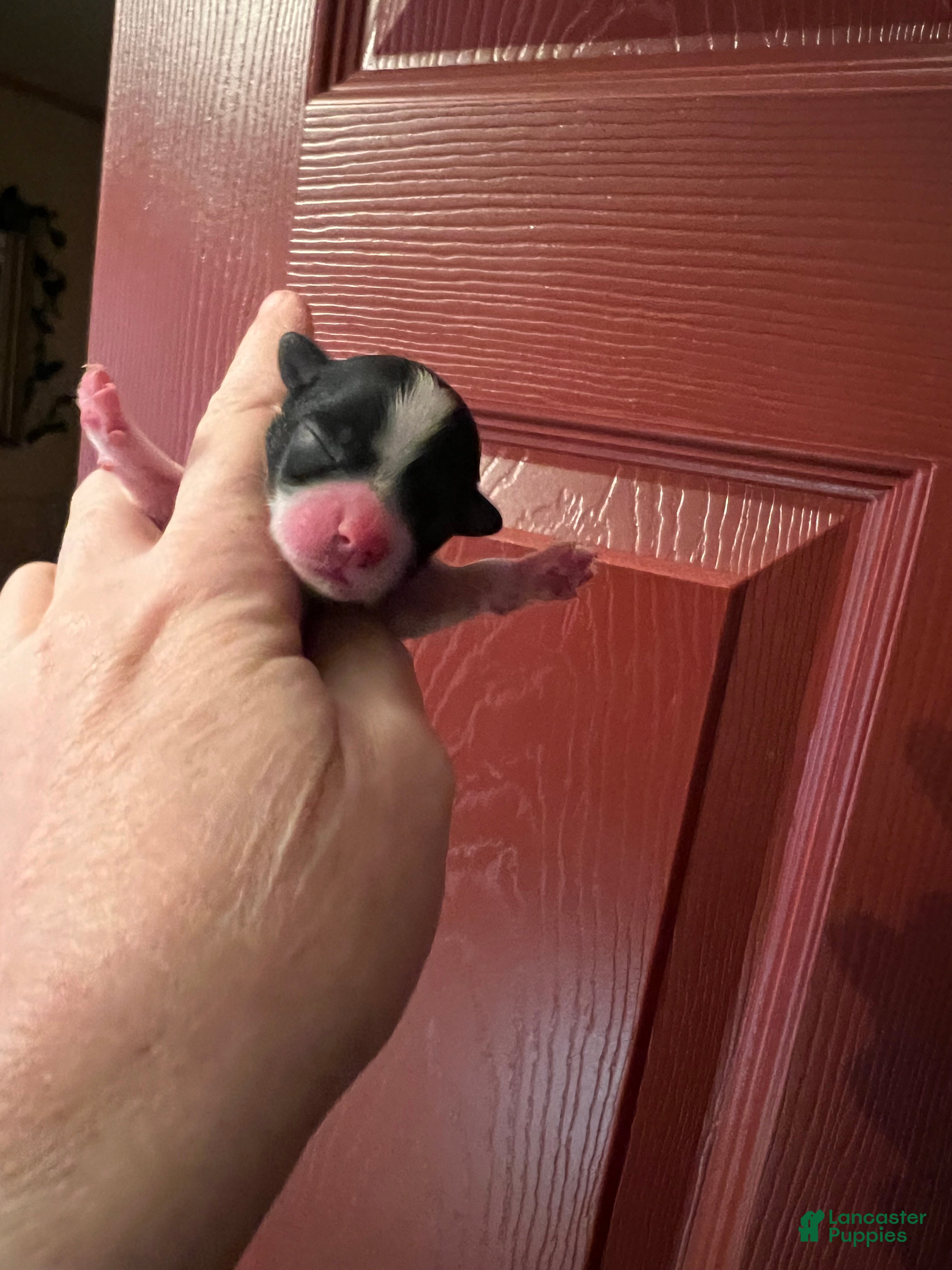 Biewer Terrier dogs for sale: Mabel the female Biewer Terrier  - Ad 2