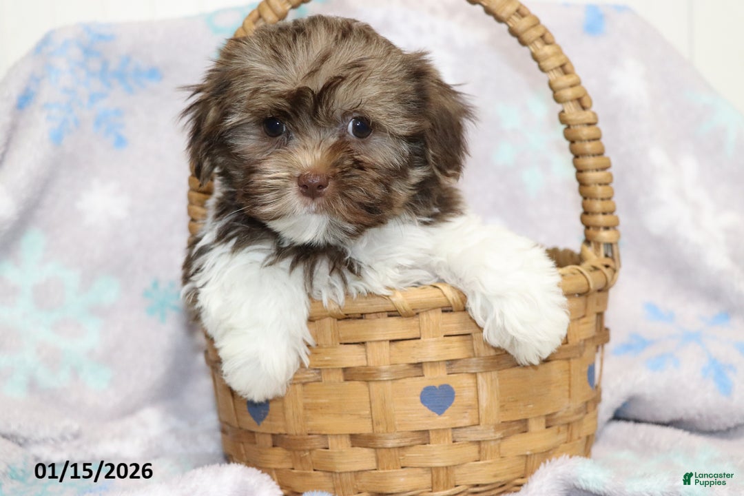 Shorkie dogs for sale: Alex - Ad 3