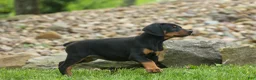 Doberman Pinscher dogs for sale:  Dax (Black Rust)🐶 - Ad 4