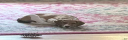 Mixed Breed dogs for sale: Liberty Liberty Liberty - Ad 9