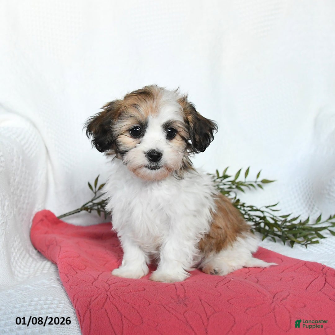 Teddy Bear dogs for sale: May   - Ad 4