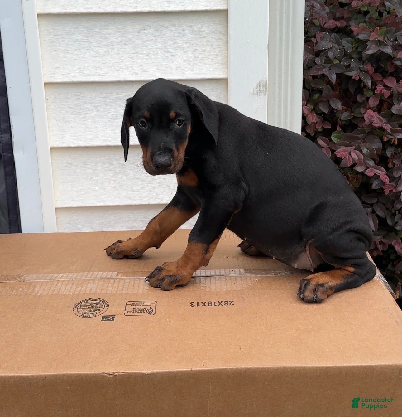 Doberman Pinscher dogs Nola - Ad 3