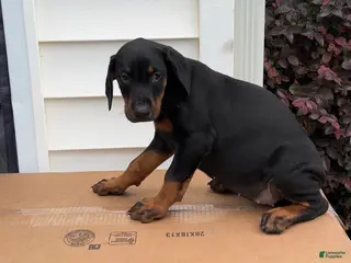 Doberman Pinscher dogs Nola - Ad 4