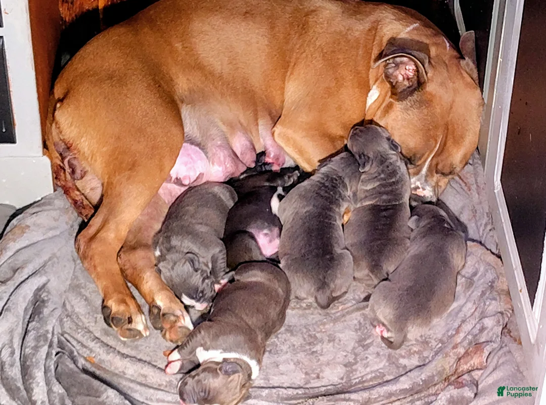 American Bully dogs for sale: American Bully Puppy 4 - Ad 12