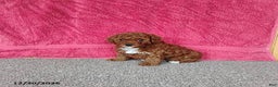 Toy Poodle dogs for sale: Charlie - Ad 5