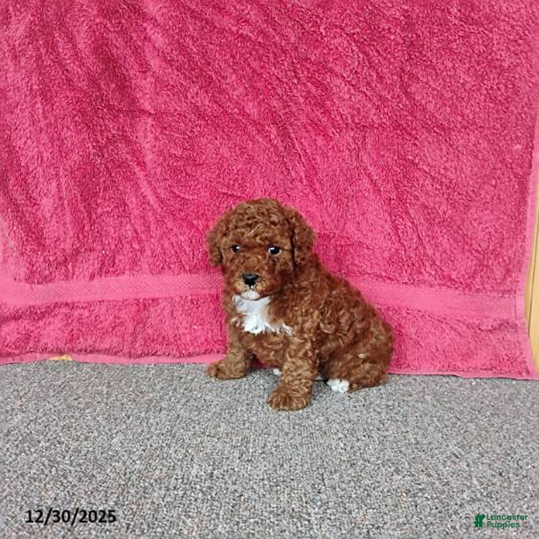 Toy Poodle dogs for sale: Charlie - Ad 5