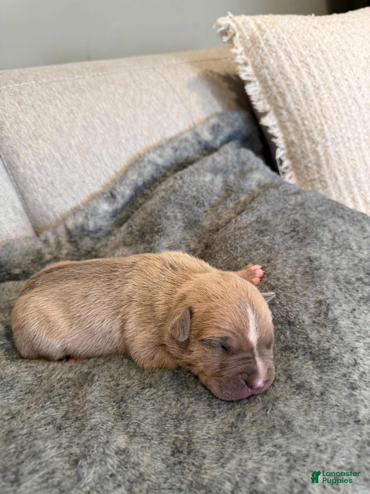 American Pit Bull Terrier dogs American Pit Bull Terrier Puppy 6 - Ad 12