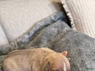 American Pit Bull Terrier dogs American Pit Bull Terrier Puppy 6 - Ad 12